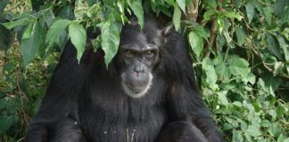 Chimpansees van Bossou Bossou Guinee
