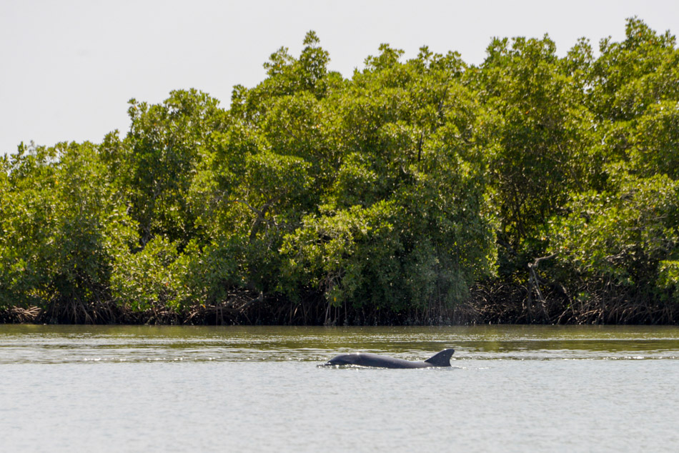 Dolfijn Guinee Bissau Cacheu