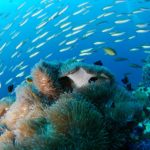 Duiken Dahab Egypte