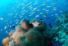 Duiken in Dahab Duiken Dahab Egypte