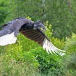 Kiang West Gambia Hornbill