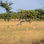 Kiang West Gambia Savanne