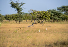 Kiang West National Park Kiang West Gambia Savanne