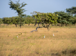 Kiang West National Park Kiang West Gambia Savanne