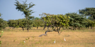 Kiang West National Park Kiang West Gambia Savanne