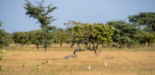 Kiang West National Park Kiang West Gambia Savanne