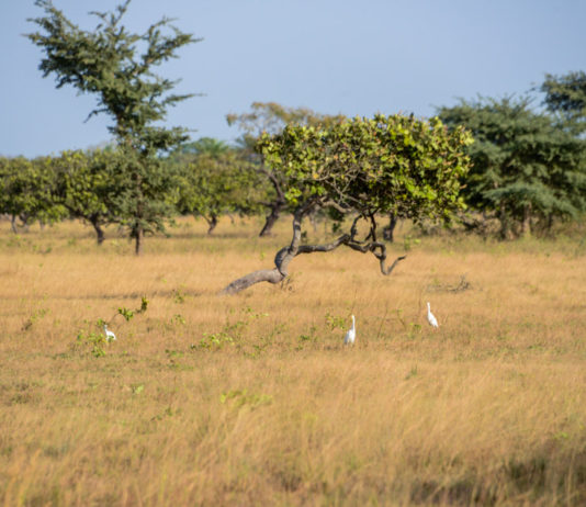 Kiang West National Park Kiang West Gambia Savanne