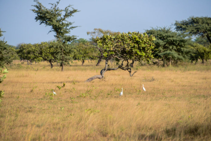 Kiang West Gambia Savanne