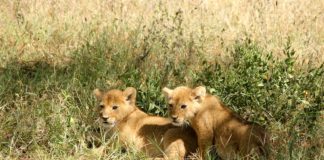 Majete, een park dat uit de as is opgerezen Majete Malawi