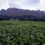 Mount Mulanje theeplantage