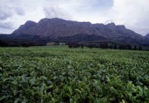 Tijd voor thee! Ontdek de geboorteplaats van Malawi’s heerlijke theevariëteit Mount Mulanje theeplantage