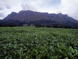 Mount Mulanje Mount Mulanje theeplantage