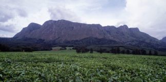 Mount Mulanje Mount Mulanje theeplantage