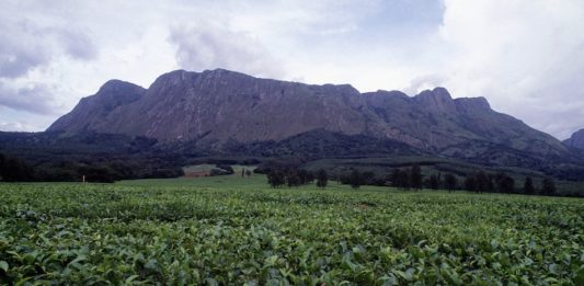 Mount Mulanje Mount Mulanje theeplantage