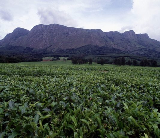 Mount Mulanje Mount Mulanje theeplantage