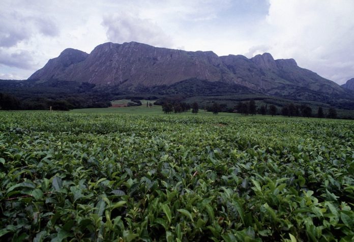 Mount Mulanje theeplantage