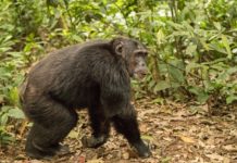 Moyen-Bafing beschermt 4000 chimpansees Moyen-Bafing Guinee