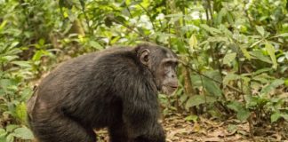 Moyen-Bafing beschermt 4000 chimpansees Moyen-Bafing Guinee