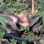 Moyen-Bafing chimpansee