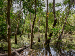 De nationale parken van Gambia Nationale parken van Gambia