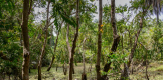 De nationale parken van Gambia Nationale parken van Gambia