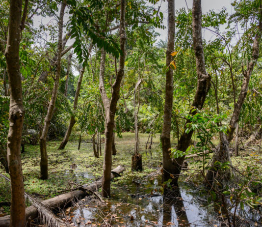 De nationale parken van Gambia Nationale parken van Gambia