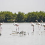 Parque Naturel Cacheu Guinee Bissau