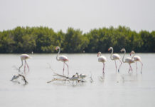 Parque Naturel dos Tarrafes do Rio Cacheu Parque Naturel Cacheu Guinee Bissau