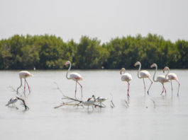 Parque Naturel dos Tarrafes do Rio Cacheu Parque Naturel Cacheu Guinee Bissau