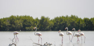 Parque Naturel dos Tarrafes do Rio Cacheu Parque Naturel Cacheu Guinee Bissau