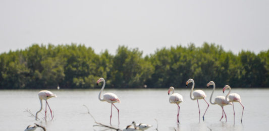 Parque Naturel dos Tarrafes do Rio Cacheu Parque Naturel Cacheu Guinee Bissau