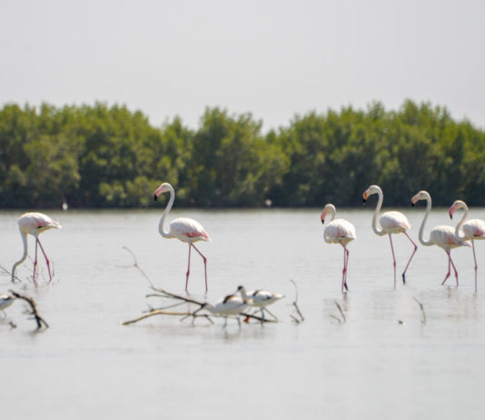 Parque Naturel dos Tarrafes do Rio Cacheu Parque Naturel Cacheu Guinee Bissau