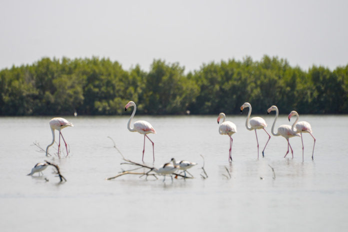 Parque Naturel Cacheu Guinee Bissau