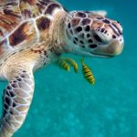 Schildpad in Dahab
