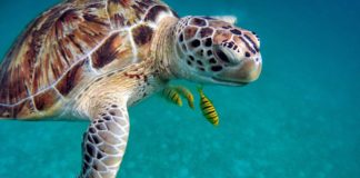 Eten van een schildpad wordt 19 mensen in Madagaskar fataal Schildpad in DahabSchildpad in Dahab