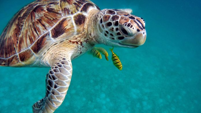 Schildpad in DahabSchildpad in Dahab