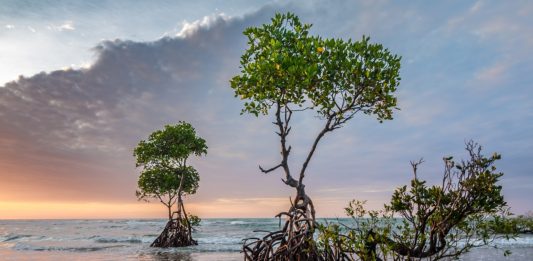 Tanbi Wetland Complex Tanbi Wetland Complex Gambia