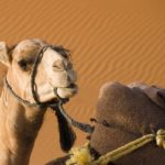 kameel Chinguetti Sahara