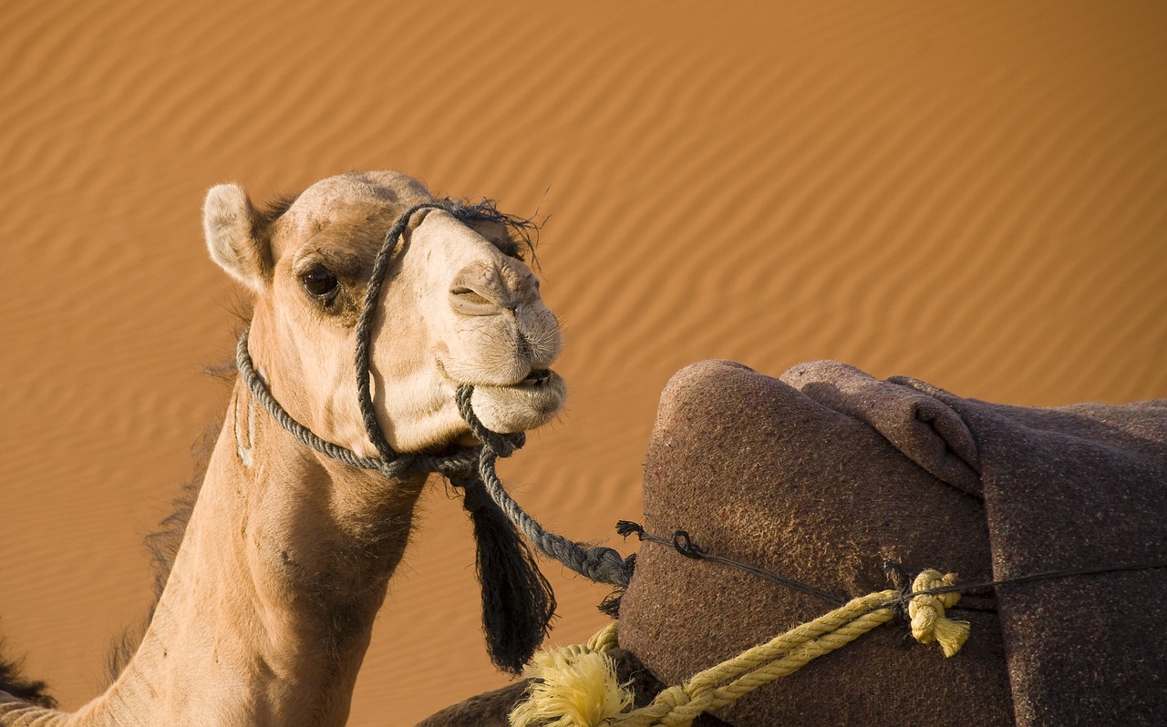 kameel Chinguetti Sahara