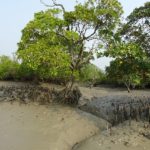 mangrove Tanbi Wetland Complex