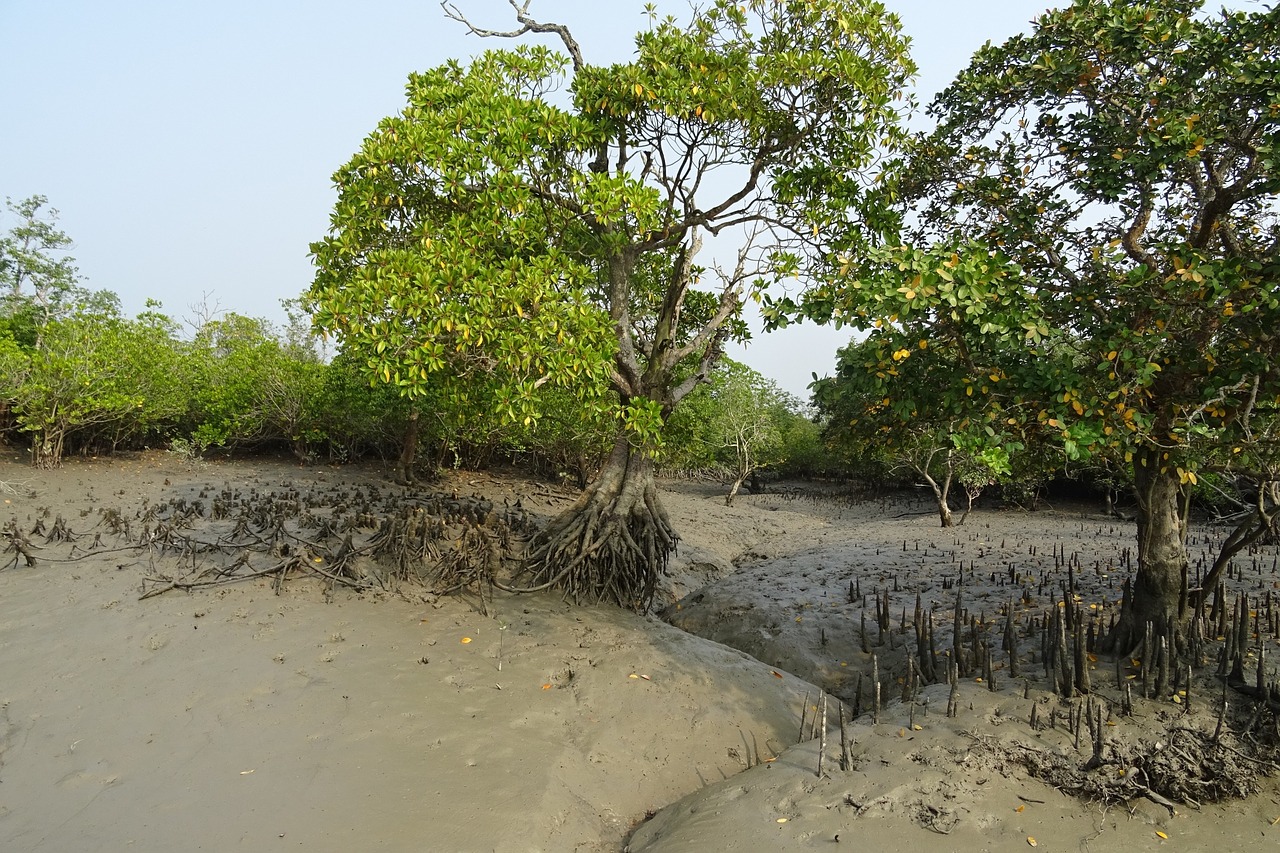 mangrove Tanbi Wetland Complex