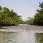 weg door mangrove Guinee Bissau Cacheu