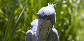 Bangweulu Wetlands Bangweulu Wetlands Zambia