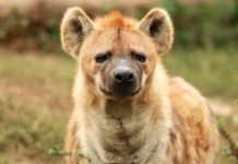 Kasungu National Park Kasungu National Park Malawi