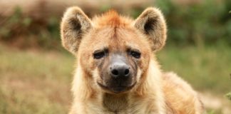 Kasungu National Park Kasungu National Park Malawi