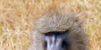 Makasutu Cultural Forest Makasutu baviaan Gambia