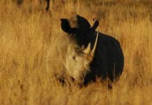 Mkhaya game reserve Mkhaya eSwatini