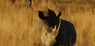 Geen enkele neushoorn gestroopt in Kenia Mkhaya eSwatini