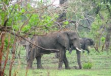 Nkhotakota Wildlife Reserve blijft groeien Nkhotakota Wildlife Reserve Malawi