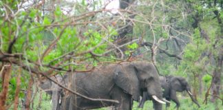 Nkhotakota Wildlife Reserve blijft groeien Nkhotakota Wildlife Reserve Malawi